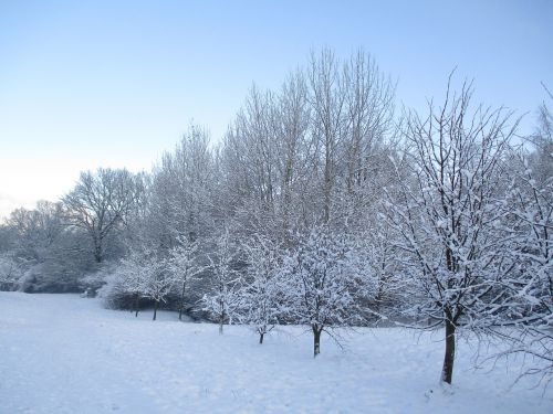 winter tree park