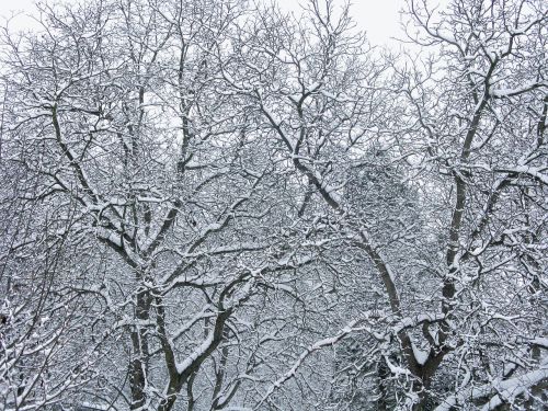 winter snow tree