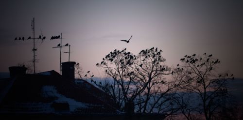 winter bird roof