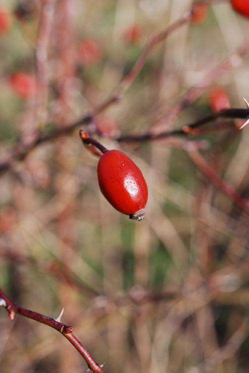 winter red rosehips