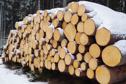 winter snow wood