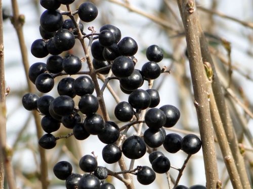 winter berries black