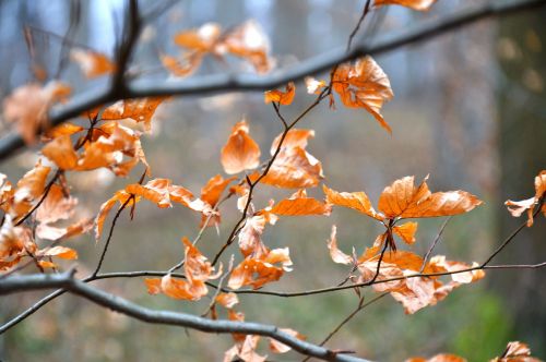 winter yellow holidays