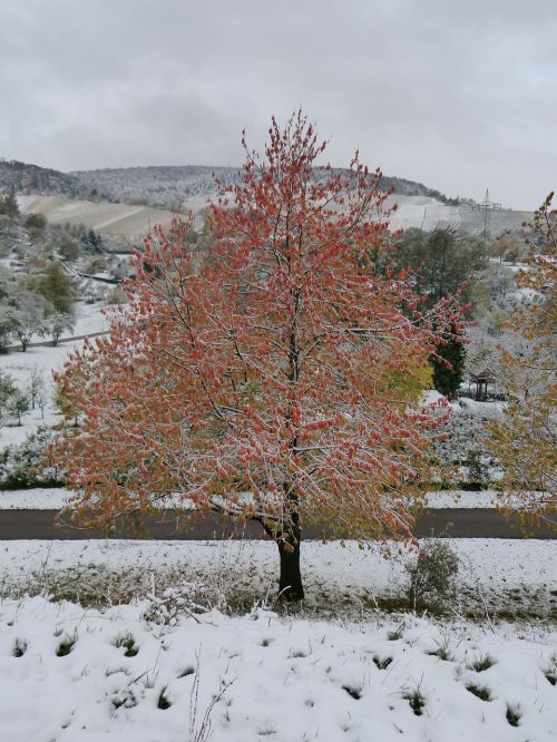 winter winter blast maple