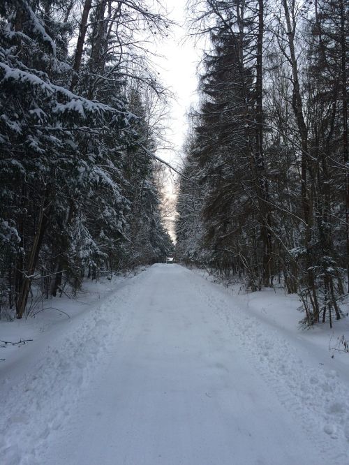 winter winter road trees