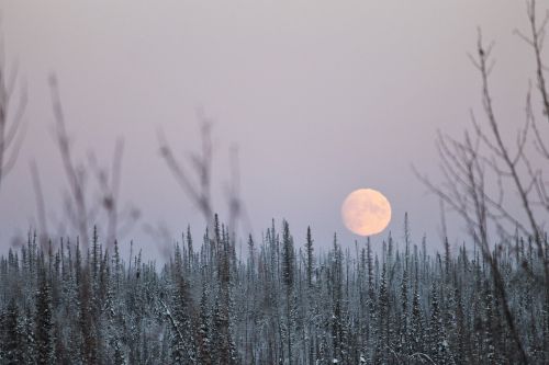 winter moon woods