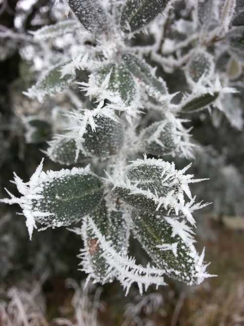 winter ice leaf