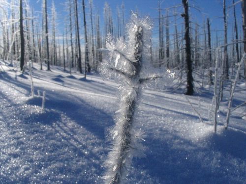 winter frost nature