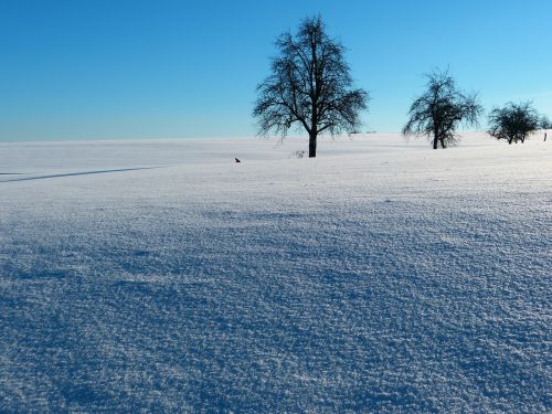 winter snow landscape