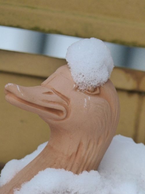 winter snow duck