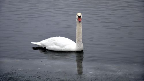 winter swan ice