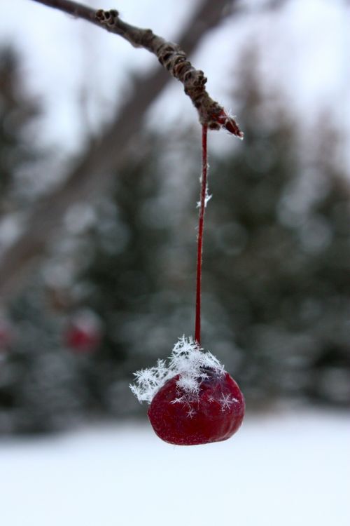 winter frost fruit