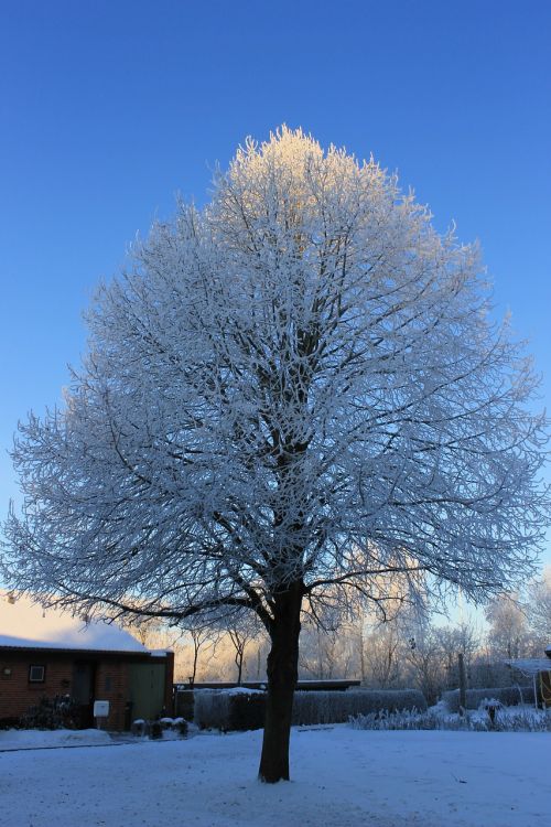 winter sunset wood