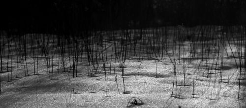 winter nature snow