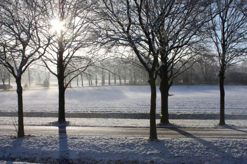 winter snow trees