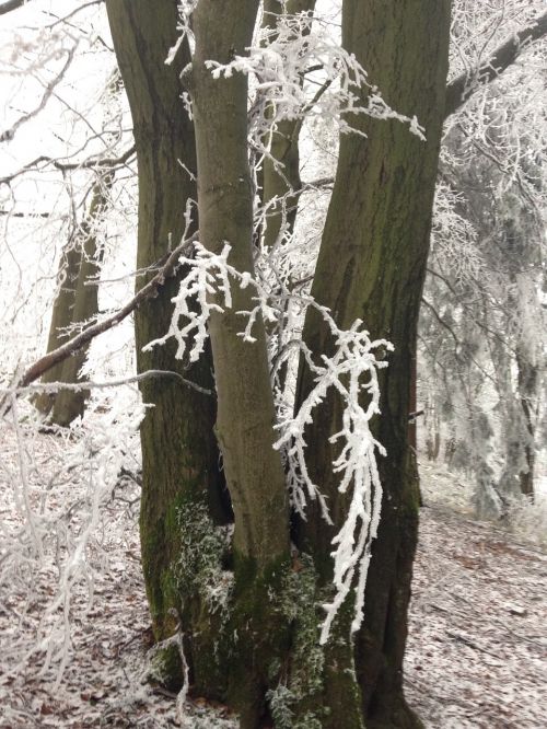 winter forest frost