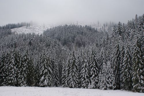 winter white forest