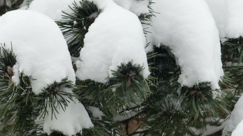 winter snow pine