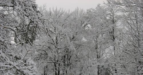 winter trees snow