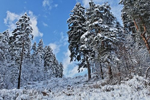 winter forest snow