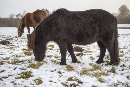 winter horses grasses