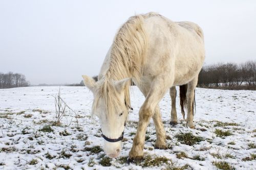 winter horse white