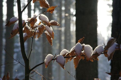 winter forest nature