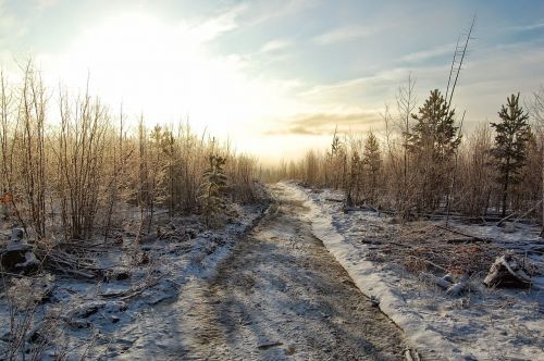 winter forest sky