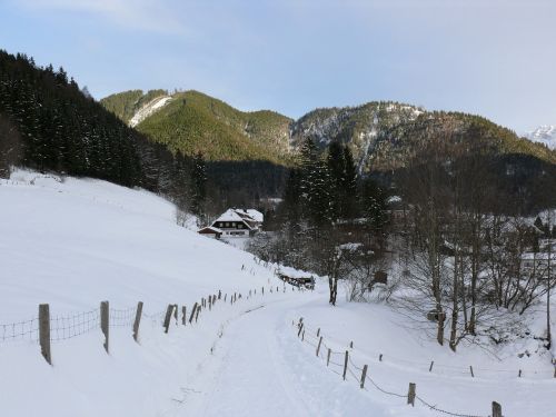 winter snow forest