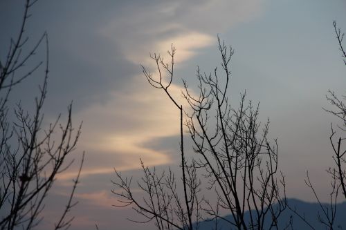 winter sky wood