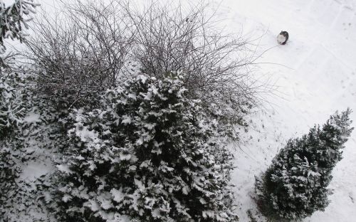 winter snow trees