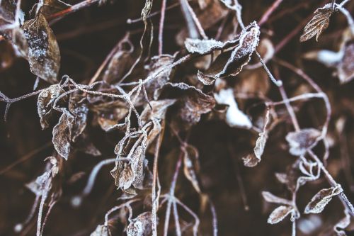 winter frozen frost