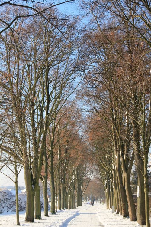 winter tree lined avenue avenue