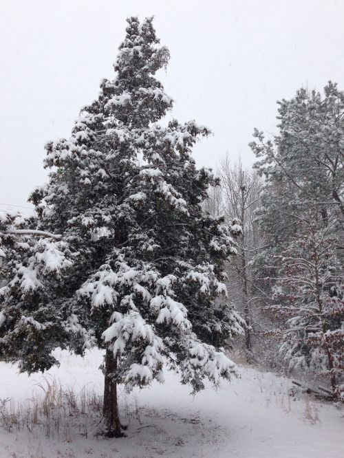 winter snow cedar