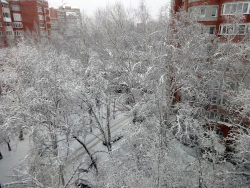 winter snow trees