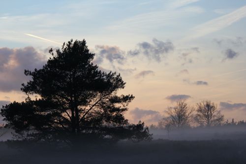 winter heide forest