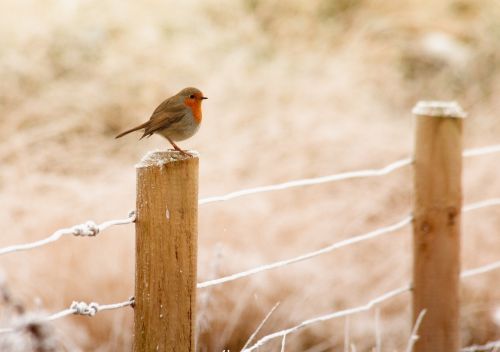 winter robin bird