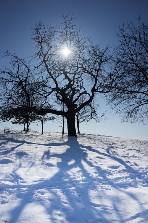 winter tree sun