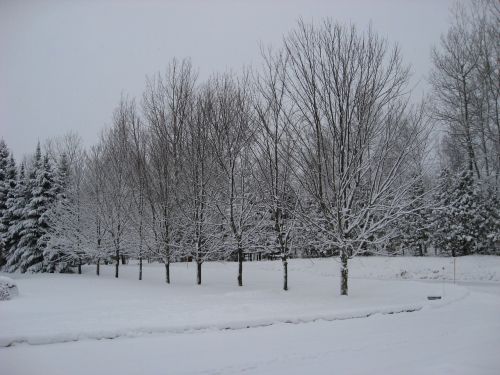 winter tree snow