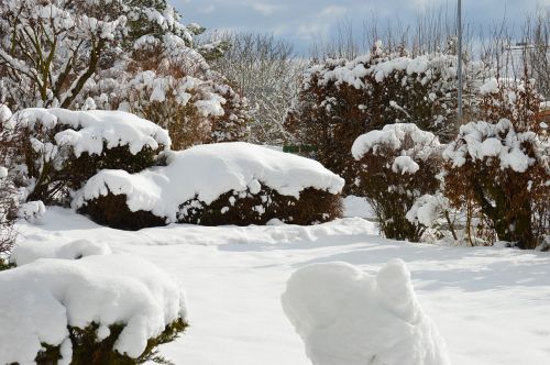 winter snow winter bushes