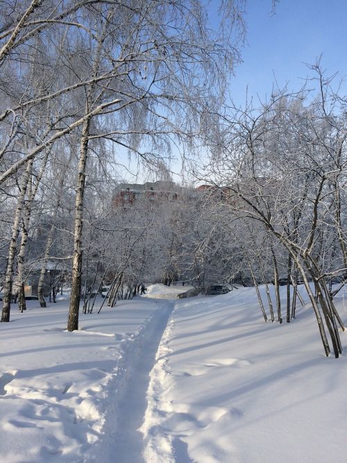 winter path birch