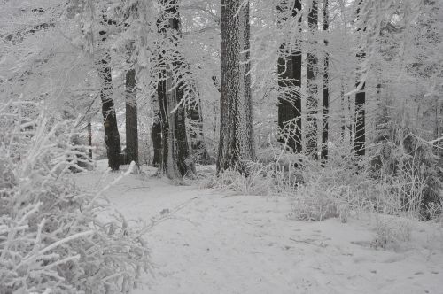 winter forest snow