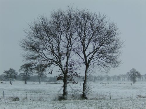 winter trees snow