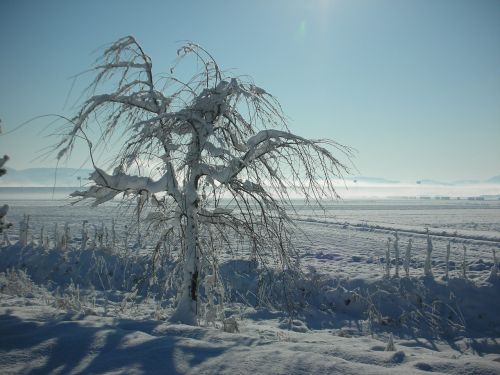 winter wood nature