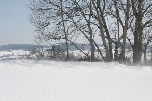 winter tree landscape