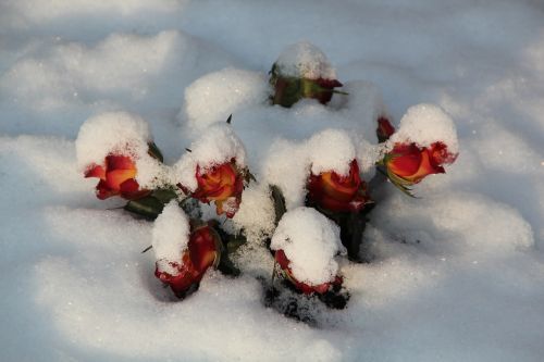 winter cemetery snow