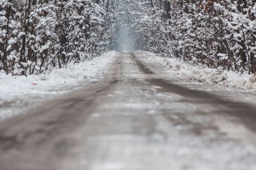 winter asphalt forest