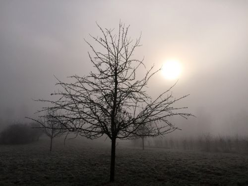 winter fog nature