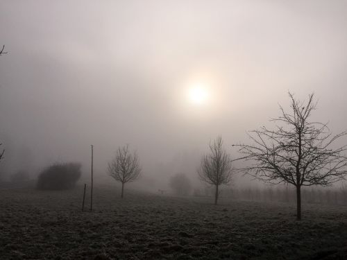 winter fog nature