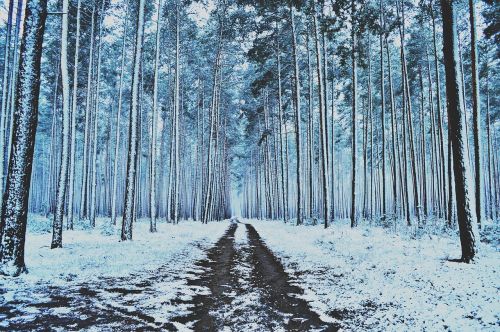 winter forest snow